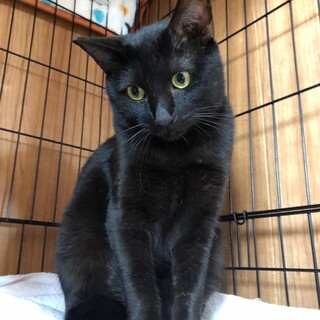 アピール下手なやさしい唐草くん