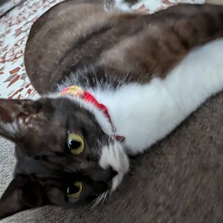 人懐っこいマスクちゃん(さくら猫)