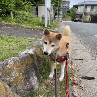 初心者でも飼いやすい、とってもいい子な豆柴女の子