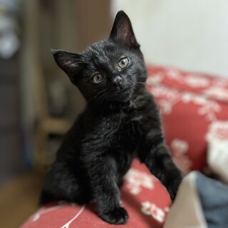 ブラックスモークタビーの男の子