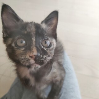 全部平らげるわ！小さくも大食なクレオパトラ♀