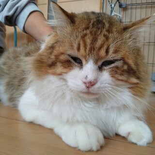 癒し系イケメン・リリーくん