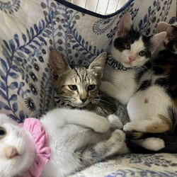 in春日井市☆子猫が沢山！保護猫をオウチに迎えよう☆2024年7月27日（土）～ちーむ にゃいんず