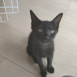 陽気でいつもるんるん♪ファラオ君