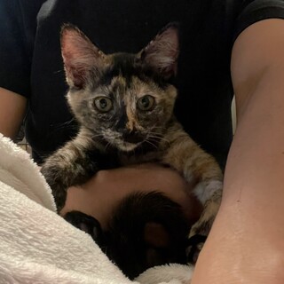 [お見合い歓迎]天真爛漫な"こなつちゃん"