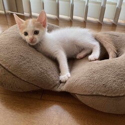 in江南市☆子猫たくさん！保護猫をオウチに迎えよう☆2024年7月28日（日）～ちーむ にゃいんず