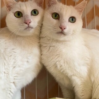 美猫姉妹まろみ&とろみ