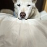 しんばまつい