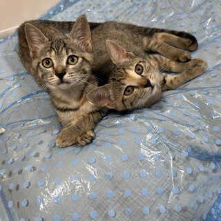 そっくり仲良し姉妹のチャエム・クロエム