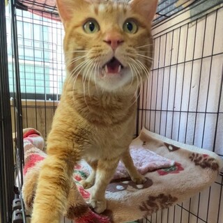 愛嬌たっぷり・食いしん坊チャトくん