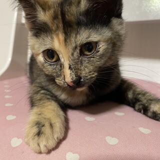 犬、猫、人間みーんなと仲良くできる賢い子❤️