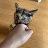 犬、猫、人間みーんなと仲良くできる賢い子❤️ サムネイル3