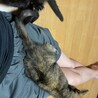 犬、猫、人間みーんなと仲良くできる賢い子❤️ サムネイル4
