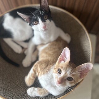 【9/29芝浦】華麗なる美少女ペア4月生の甘えん坊