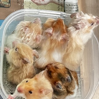 生後2ヶ月 ハムスター