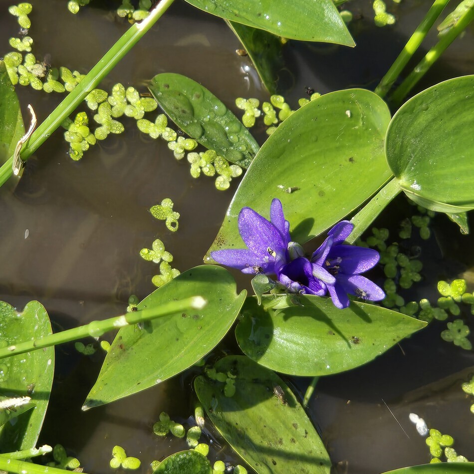アルフのカバー写真