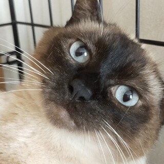 ❤超ツンデレシャム猫の「チーコ」❤女の子♥