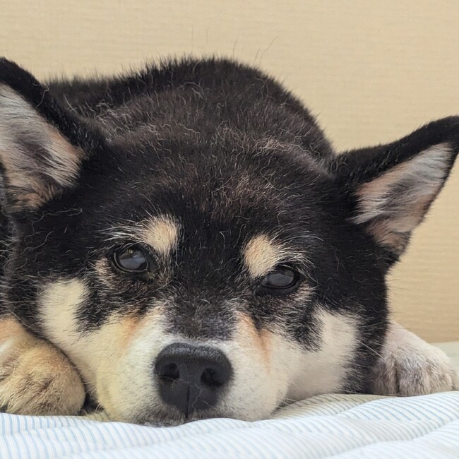 巳月のカバー写真