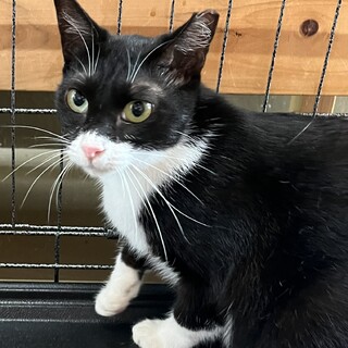 個性的なおかめちゃん2歳避妊済みエイズキャリア