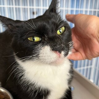 人間大好き トランペット