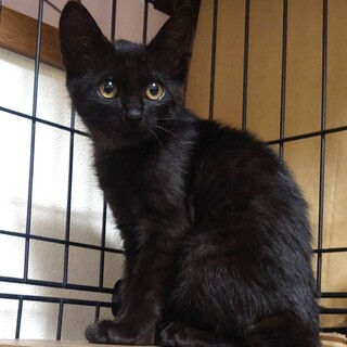 里親決定。黒猫ララちゃん2ヶ月半