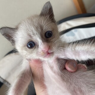 シャムミックス子猫生後3週間の手乗り猫