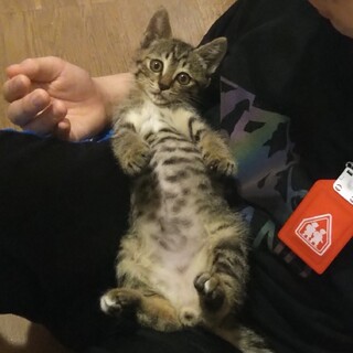 撫でられるの大好き！キジトラ子猫♂去勢済