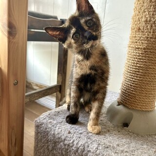 V31　サビちゃん