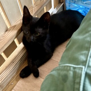X31黒猫くん