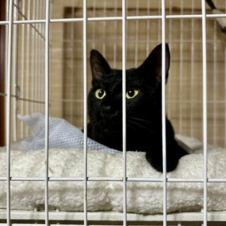 Y31　ユアくん（黒猫）