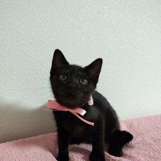 海の近くで産まれた美人姉妹キジクロちゃん