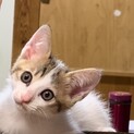 ２ヶ月の元気いっぱいの可愛いこねこちゃんです