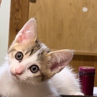 ２ヶ月の元気いっぱいの可愛いこねこちゃんです