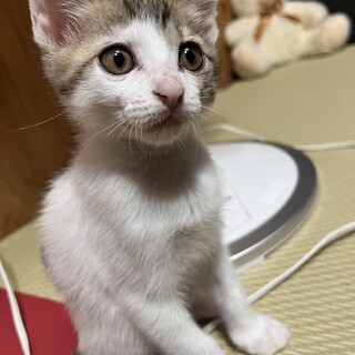 ２ヶ月の元気いっぱいの男の子です！