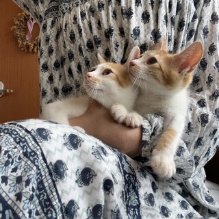 優しい茶白ちゃん姉妹