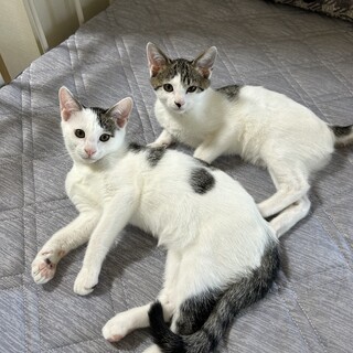 仲良し白黒兄弟リュウくんソウくん