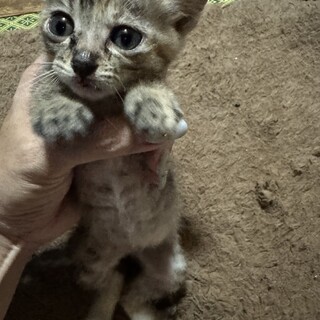 仔猫2匹の里親様募集！