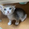にゃにゃ。さん