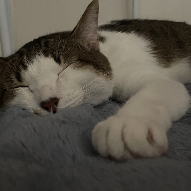 にゃにゃ。のカバー写真