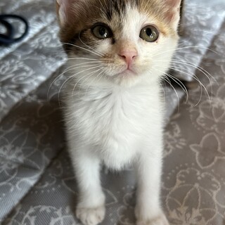 2ヶ月くらいの女の子　みかんちゃん