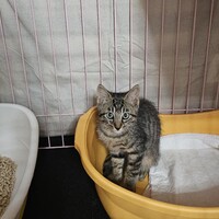 エイヴァ・龍太