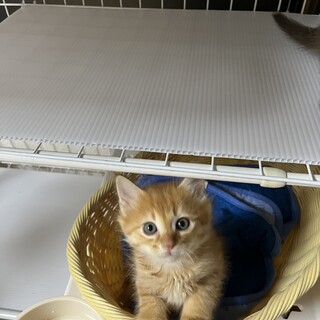 フワフワモコモコ人気の茶トラ長毛男子