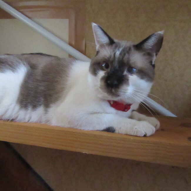 チーババのカバー写真