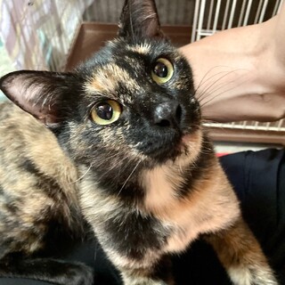 【4/27⭐️泉大津にて譲渡会】参加猫かりんちゃん