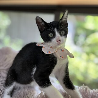 元気いっぱい♪人慣れ抜群！可愛いハチワレちゃん♡