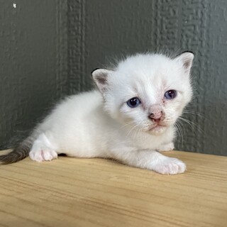 【急募！無償譲渡】シャムMIX