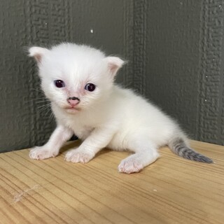 【急募！無償譲渡】白（グレー混じり）