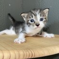 【急募！無償譲渡】キジ白