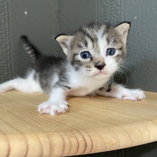 【急募！無償譲渡】キジ白