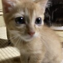 ありがとうございました